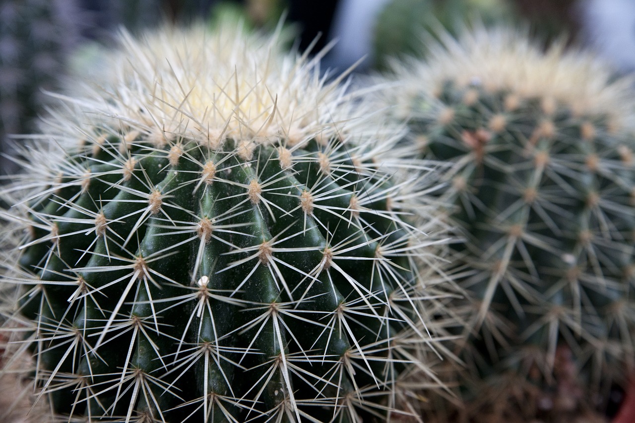 cactus nature plants free photo