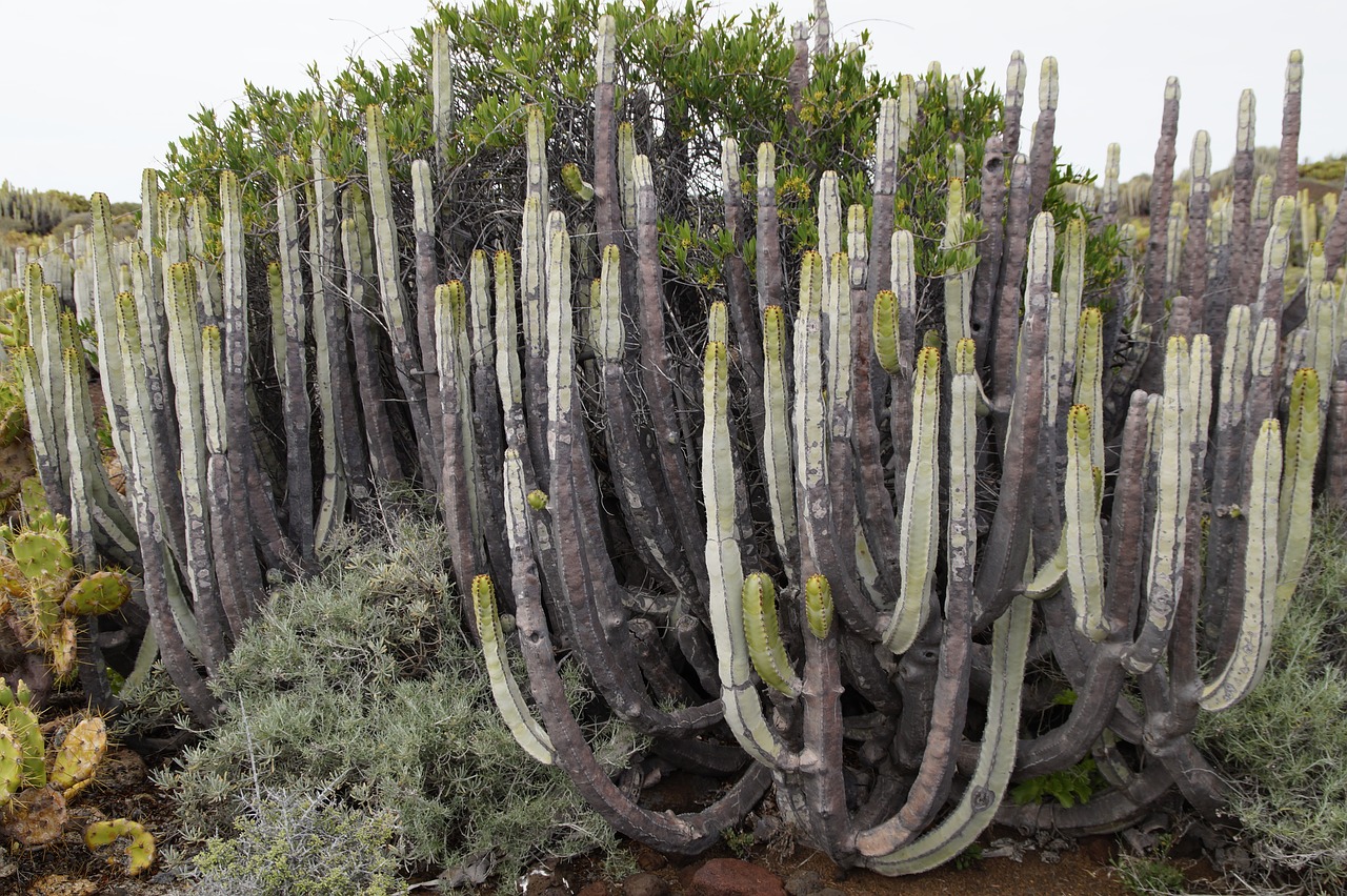 cactus succulents spurge free photo