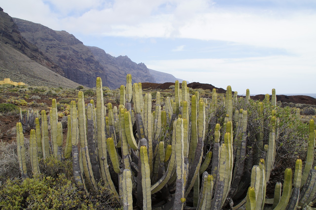 cactus succulents spurge free photo