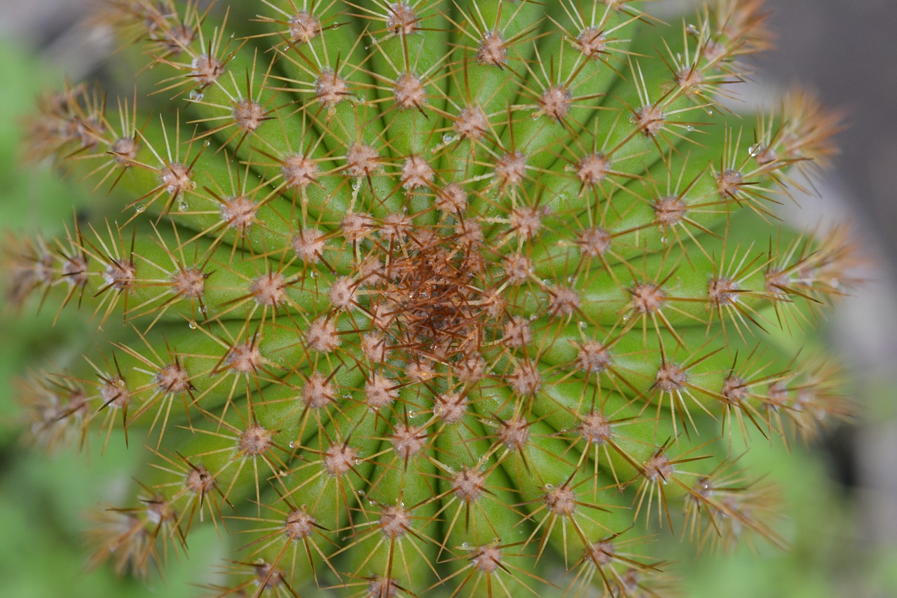 cactus green plant free photo