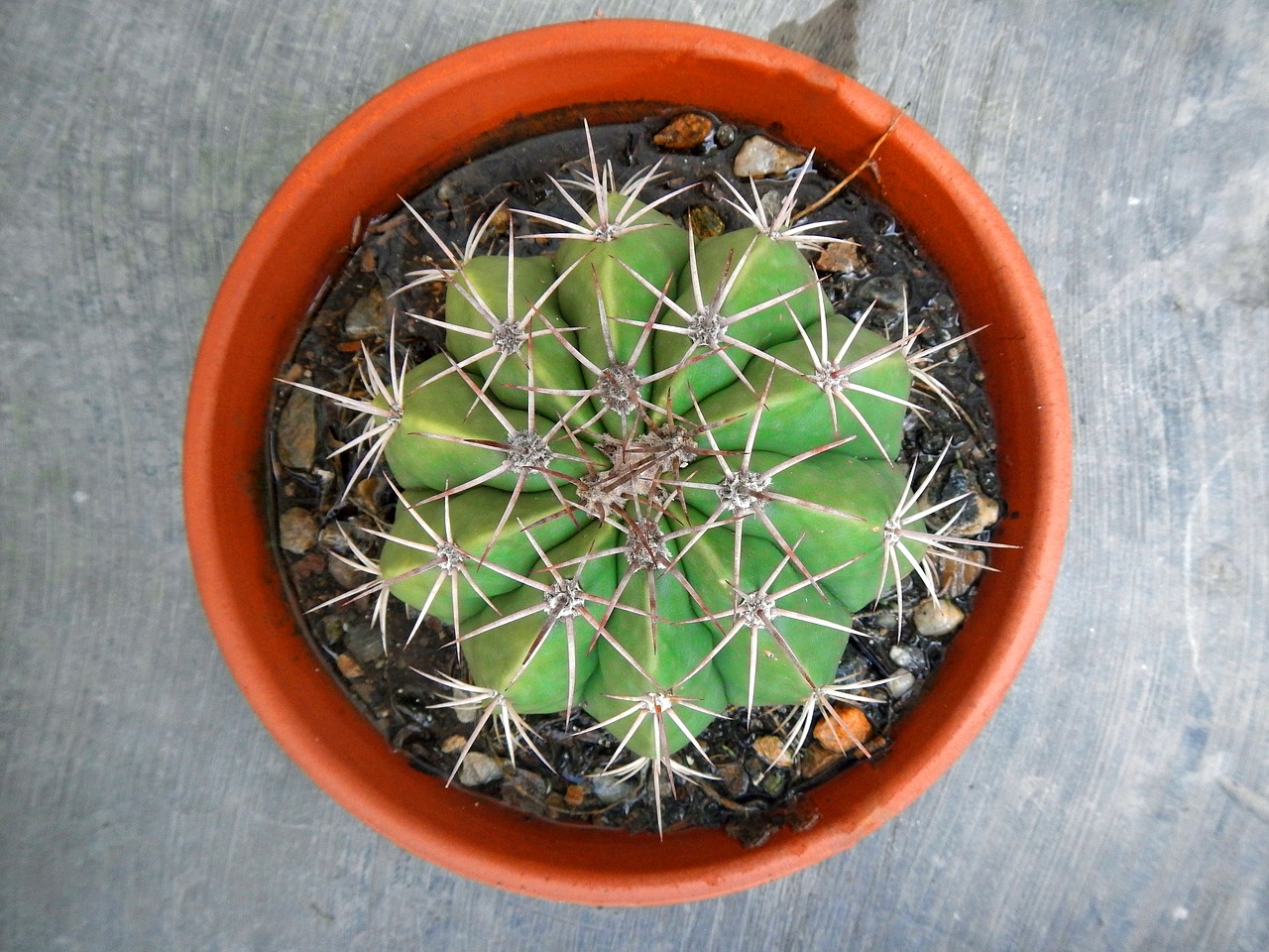 cactus plant desert free photo