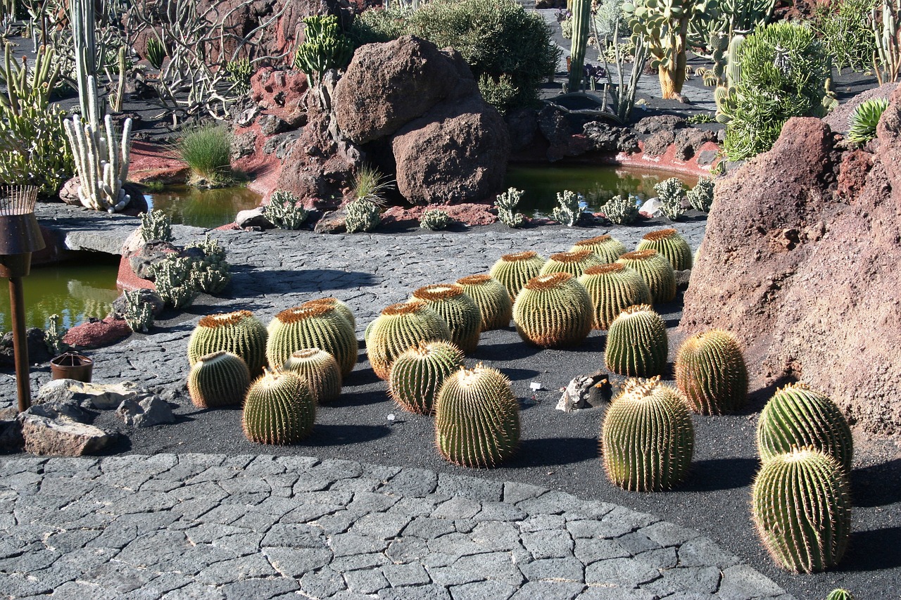 cactus lanzarote museum free photo