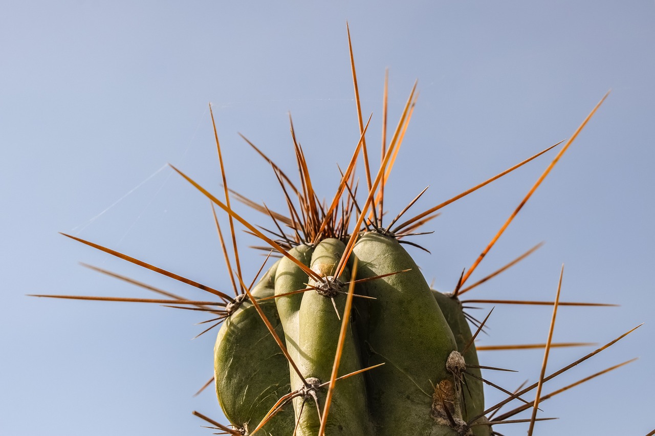 cactus thorns plant free photo