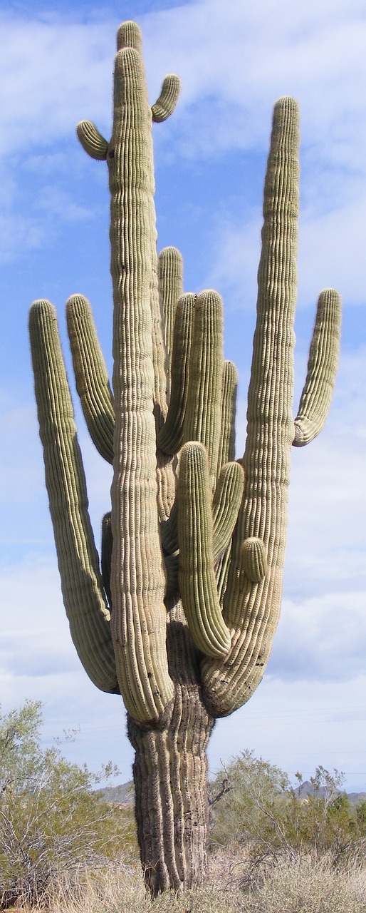 cactus multiple arms saguaro free photo