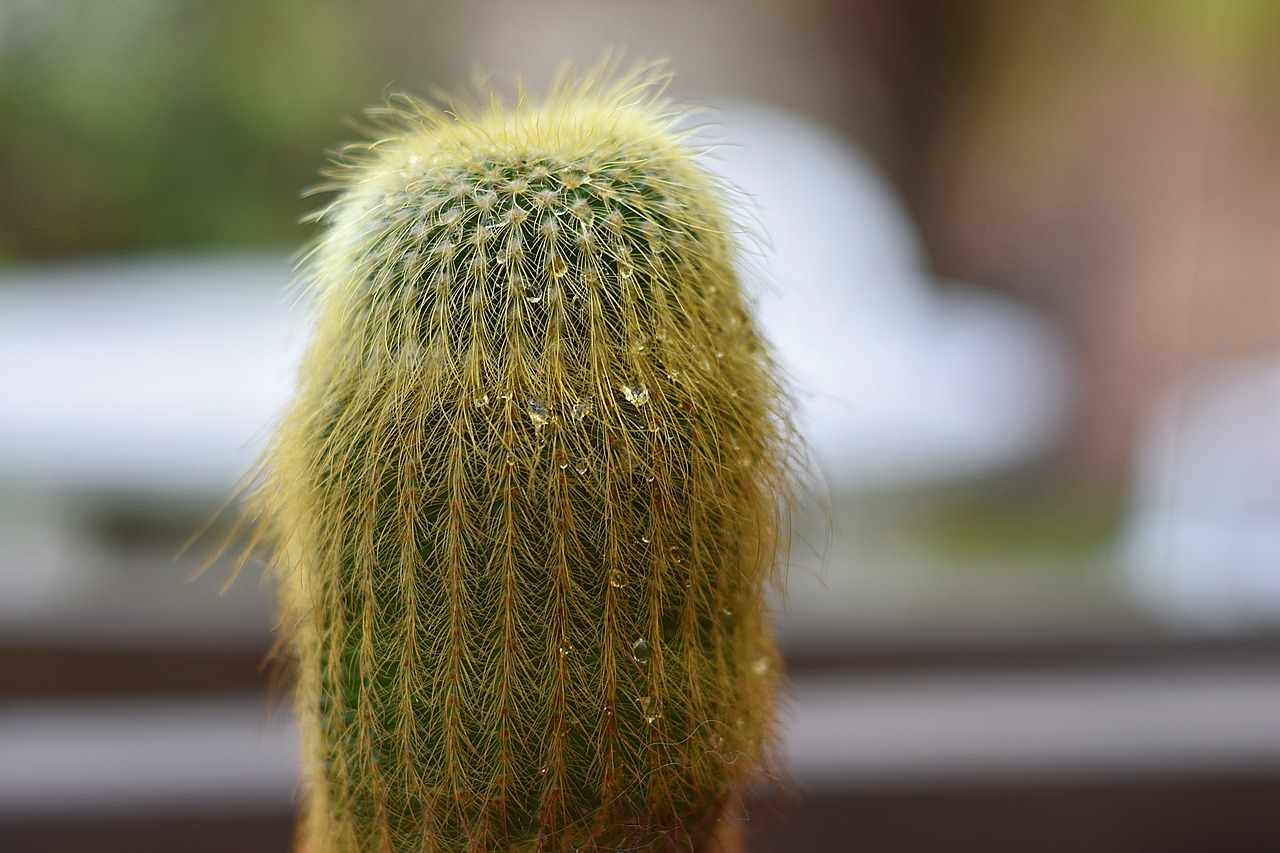 cactus outdoor nature free photo