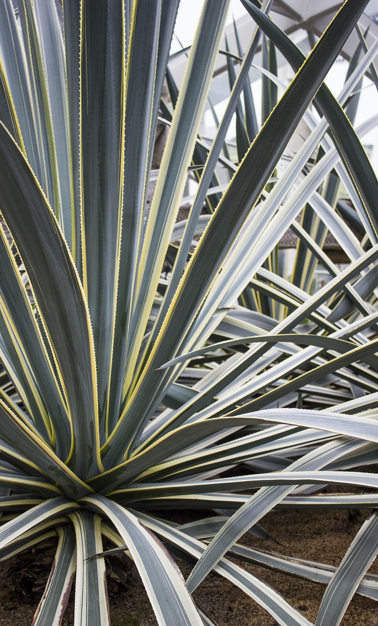 cactus succulent plant free photo