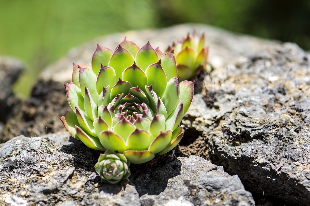 cactus nature plant free photo