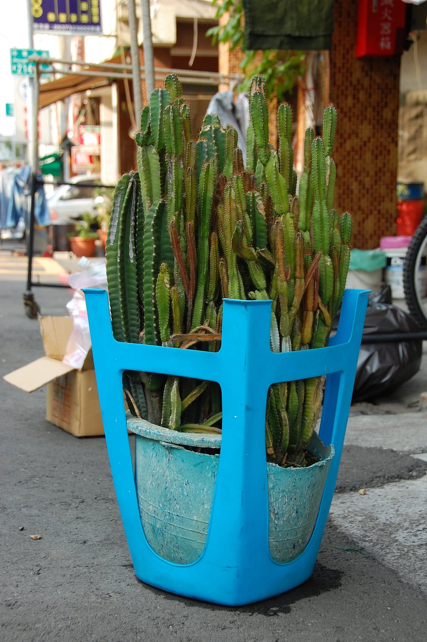 cactus taiwan kaohsiung free photo