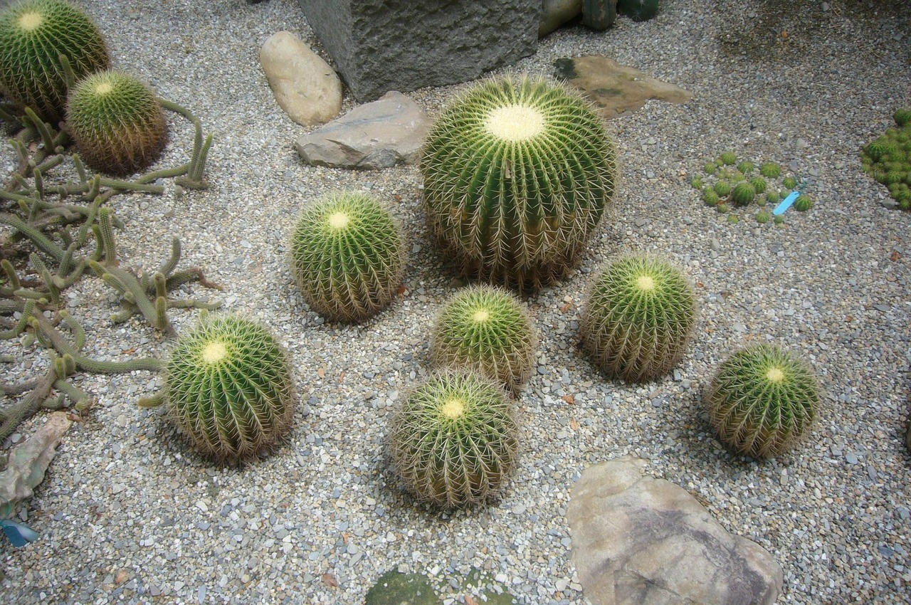 cactus special good looking free photo