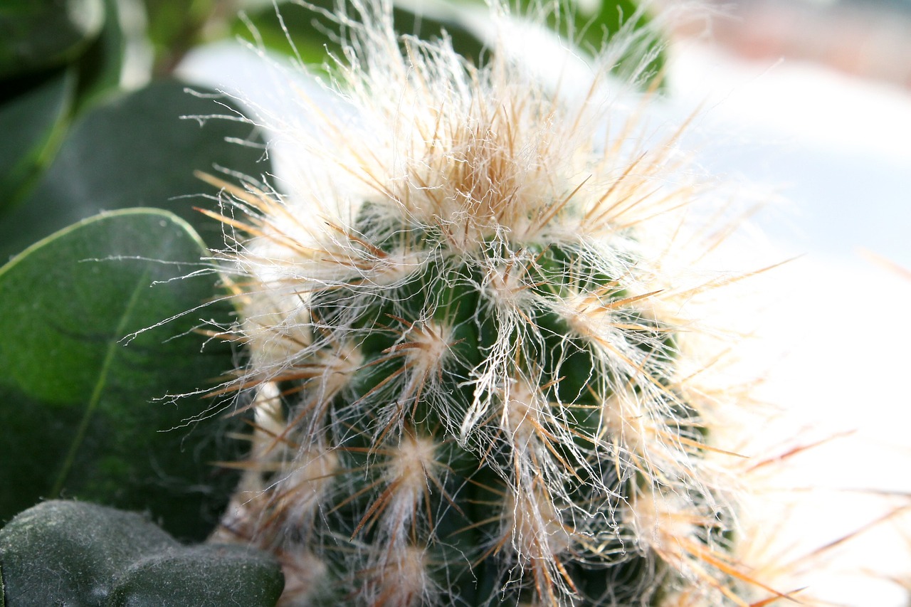 cactus prickly free pictures free photo