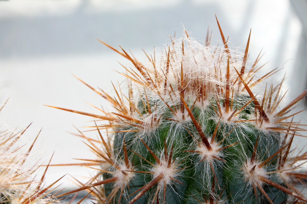 cactus prickly free pictures free photo