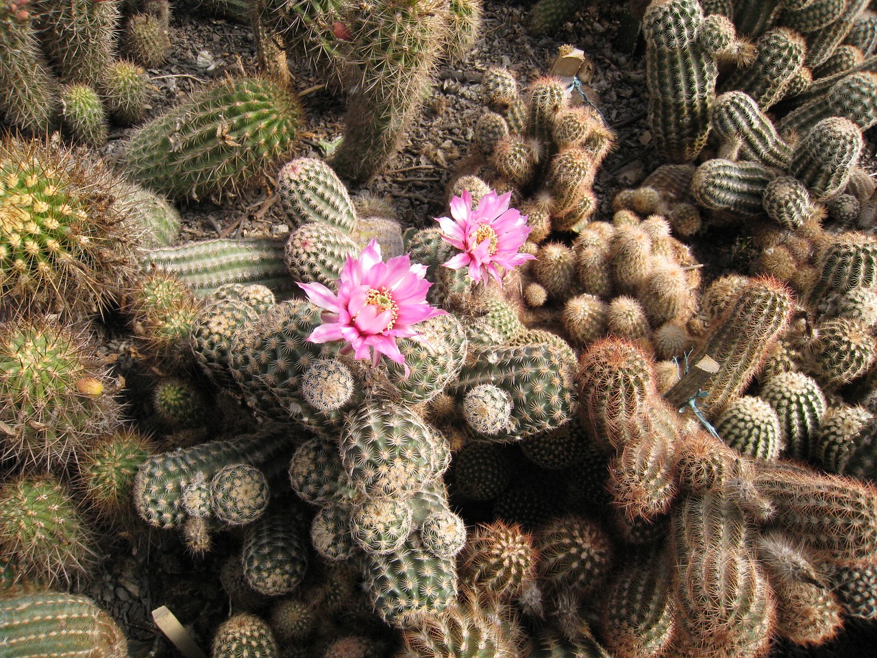 cactus flower thorns free photo