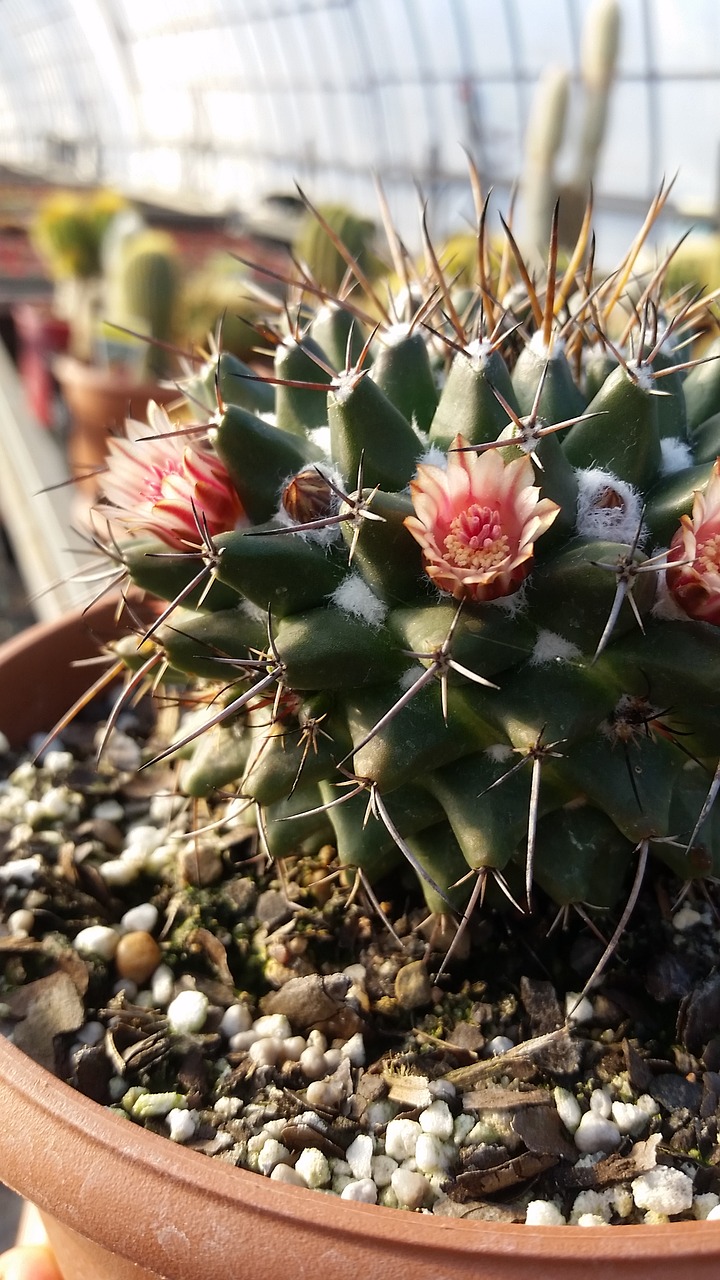 cactus cacti greenhouse free photo