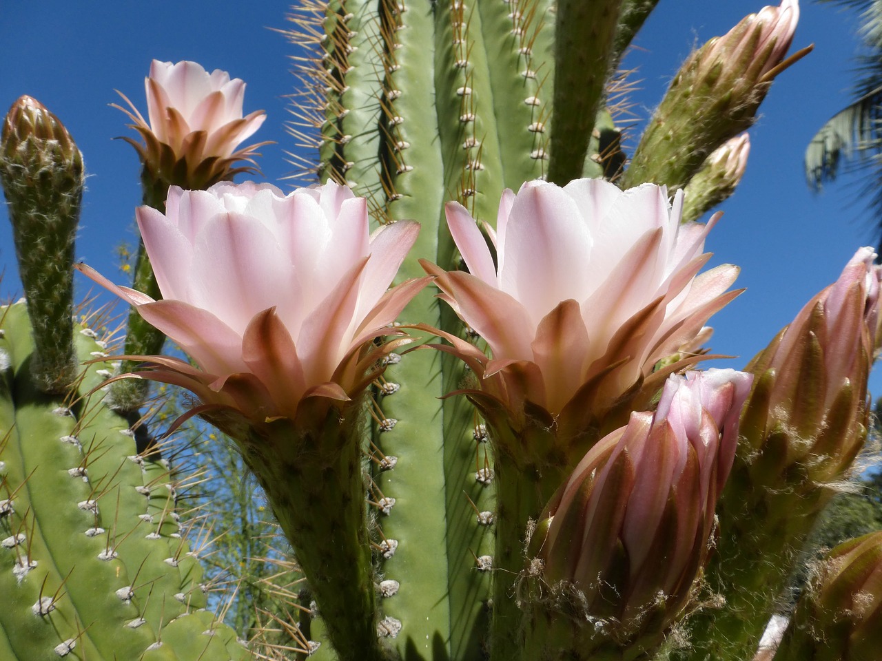 cactus flower bloom free photo