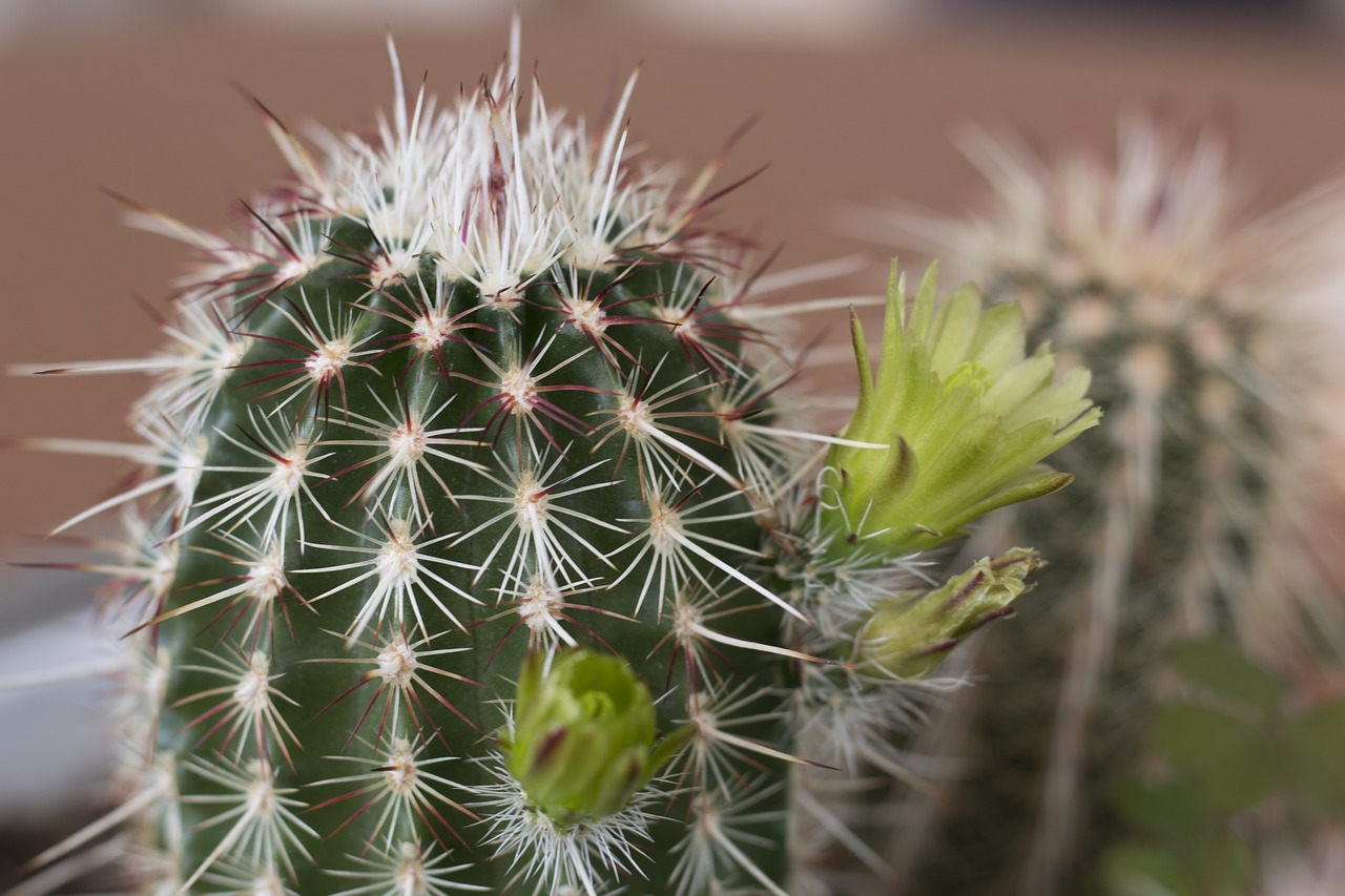 cactus flower plant free photo