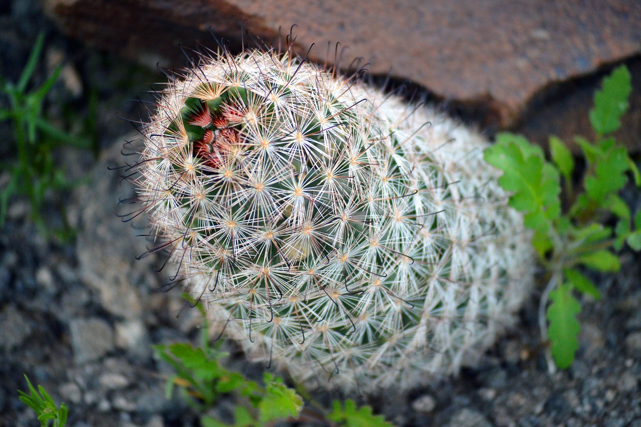 cactus plant desert free photo