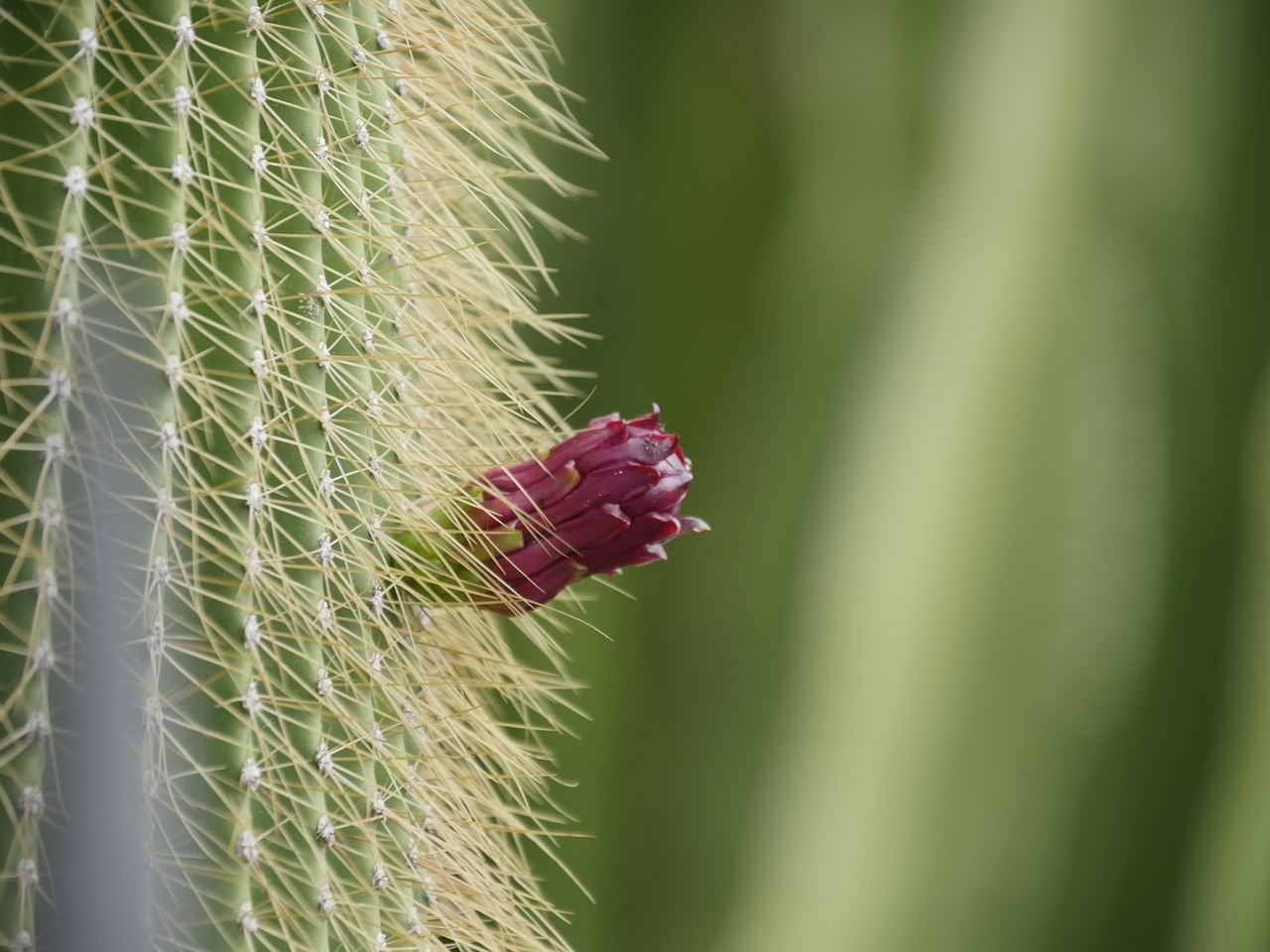 cactus green red free photo