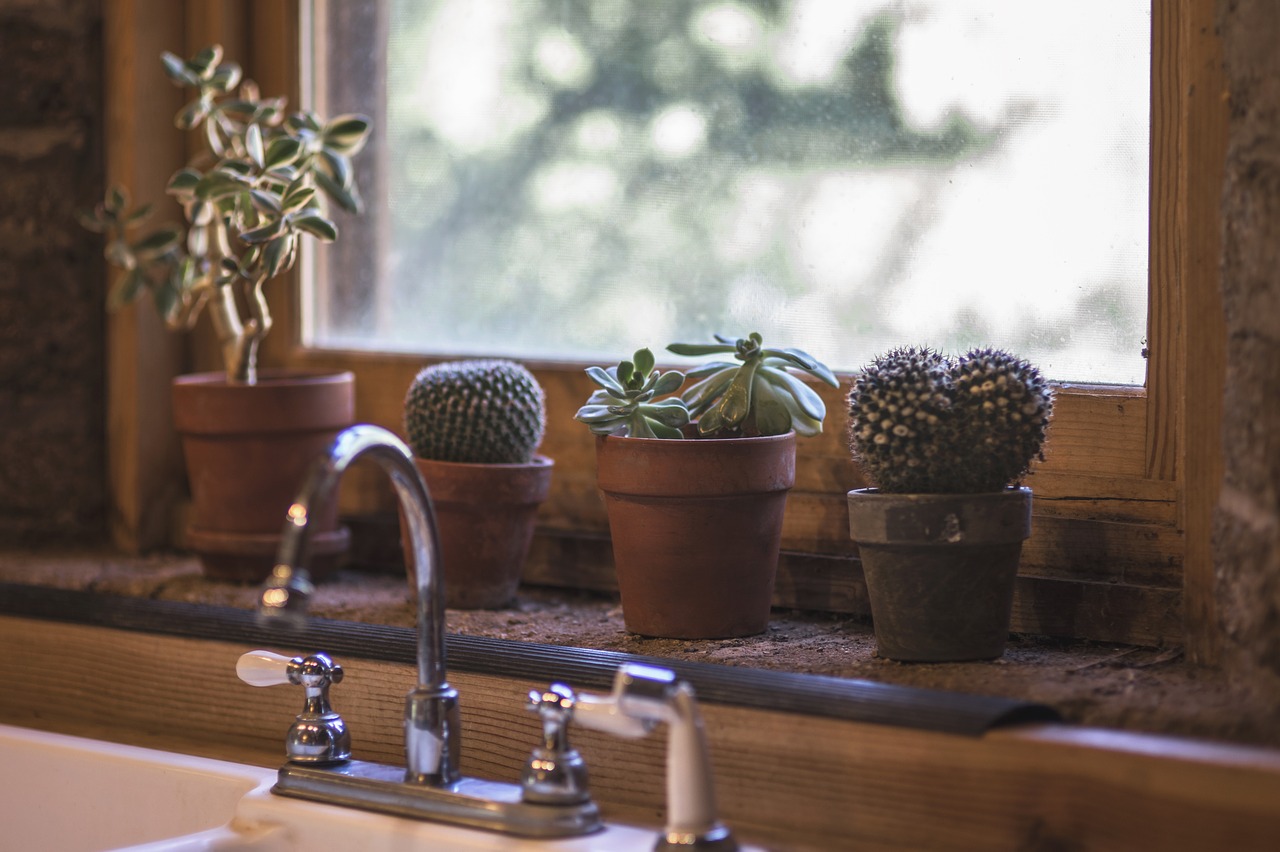 cactus kitchen design free photo