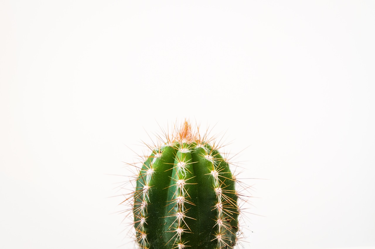 cactus plant thorn free photo