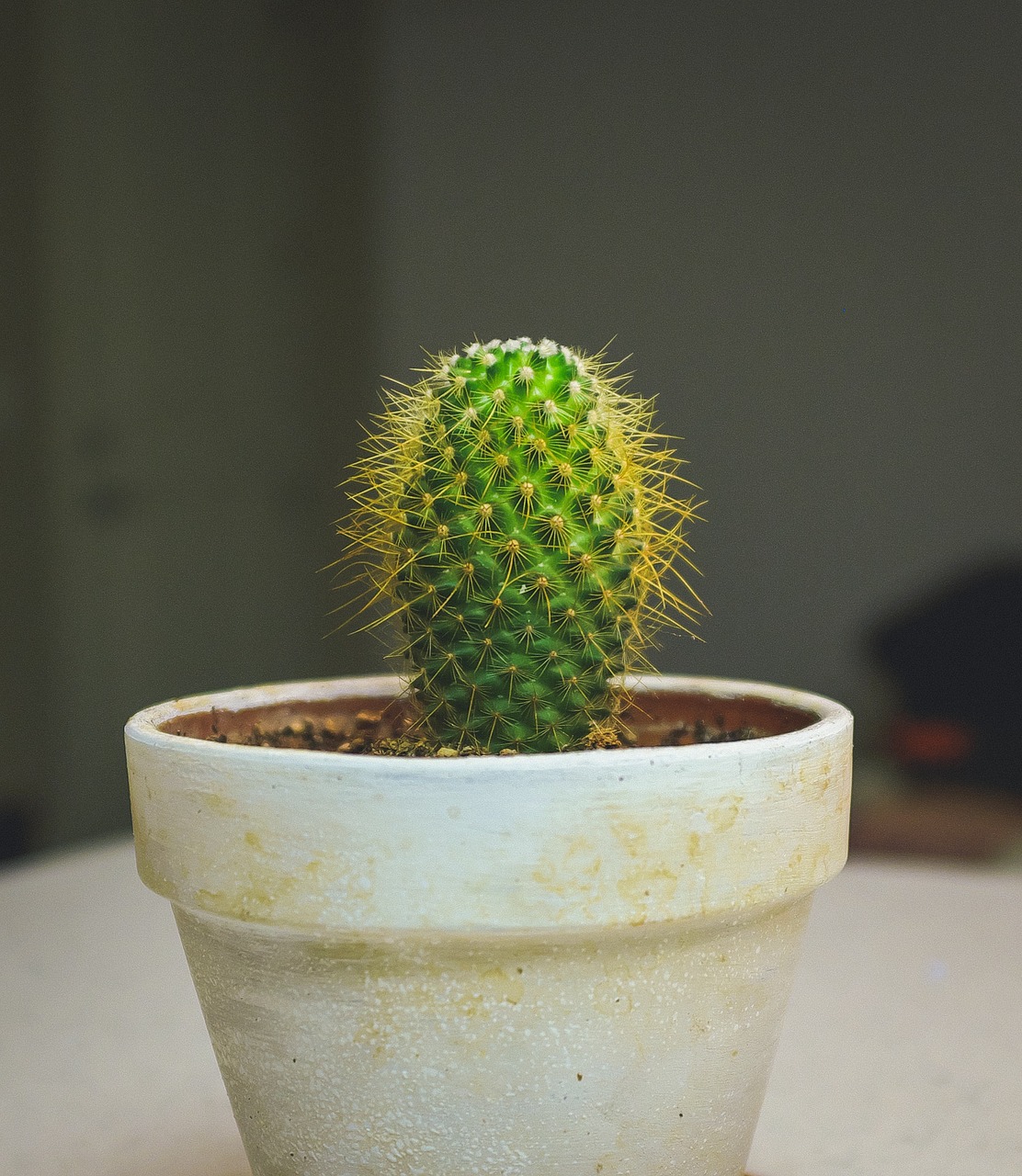 cactus plant thorn free photo