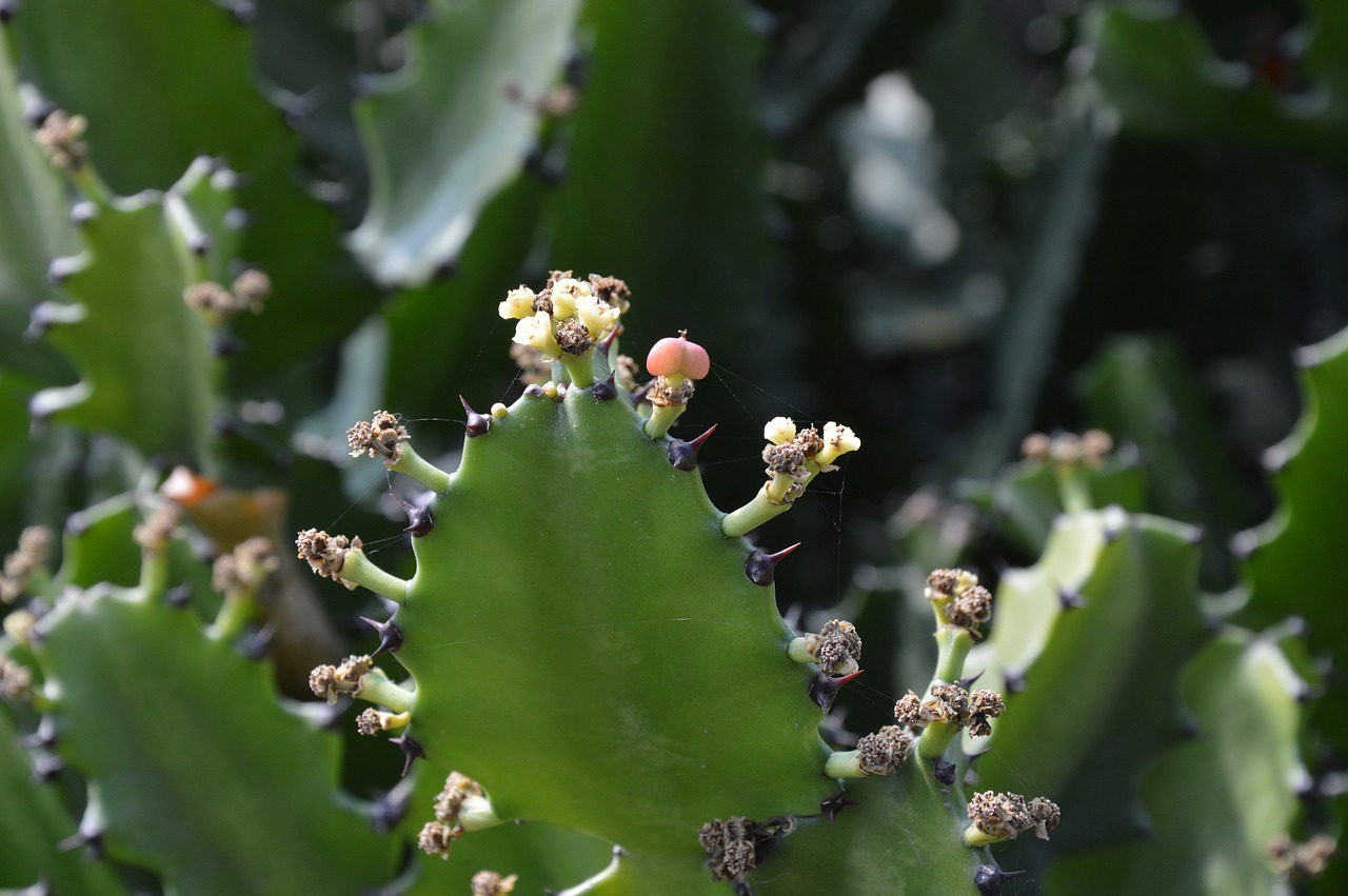 cactus leaves flowers free photo