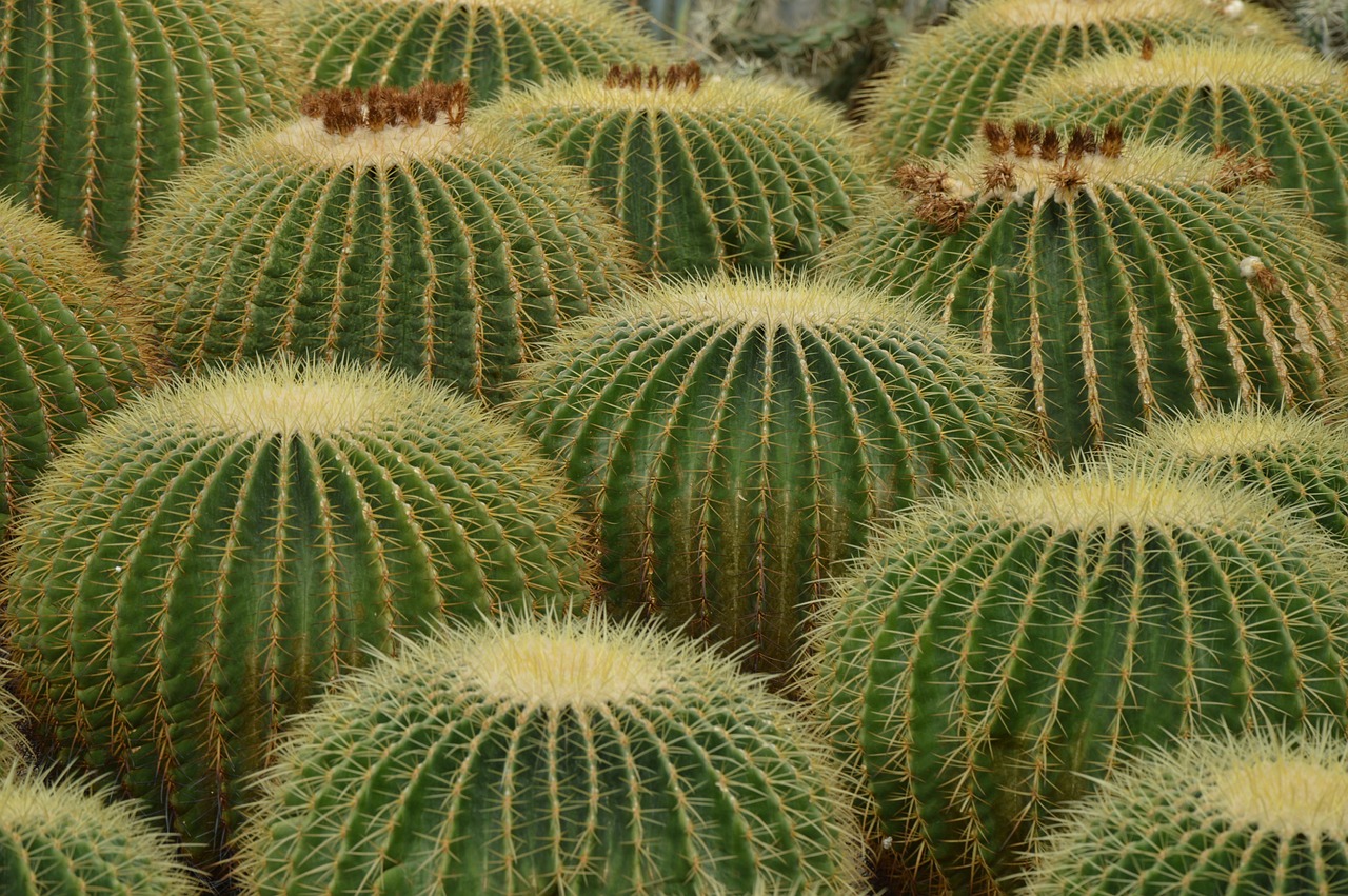 cactus desert spines free photo