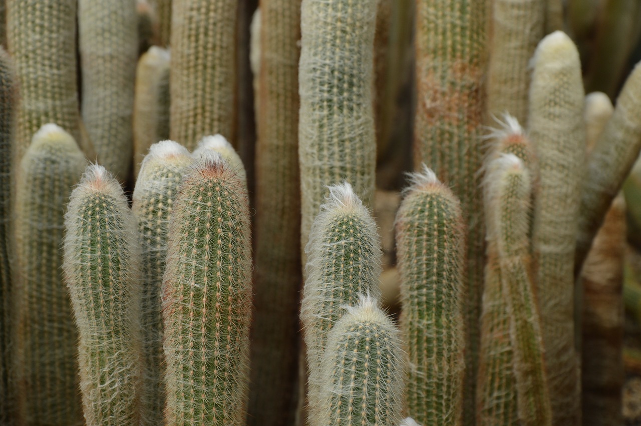 cactus desert spines free photo