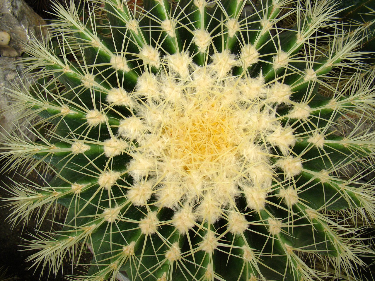 cactus flower plant free photo