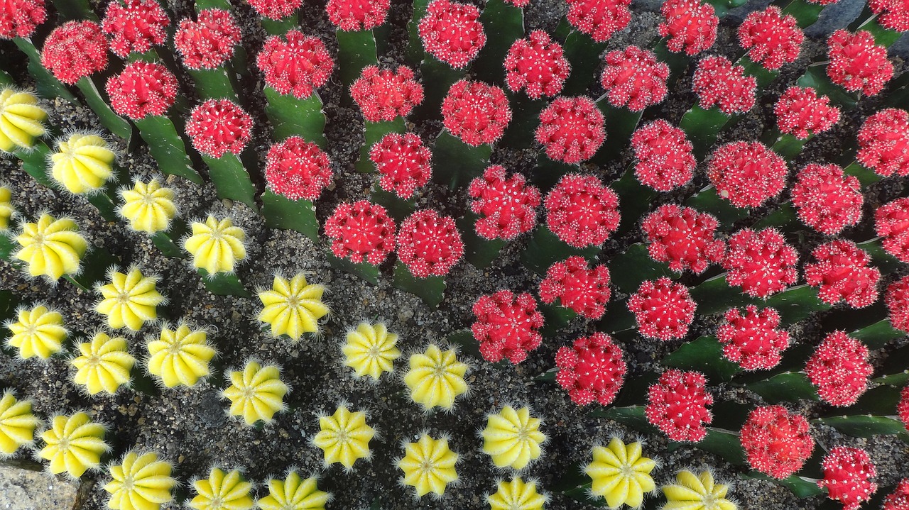 cactus colorful garden free photo