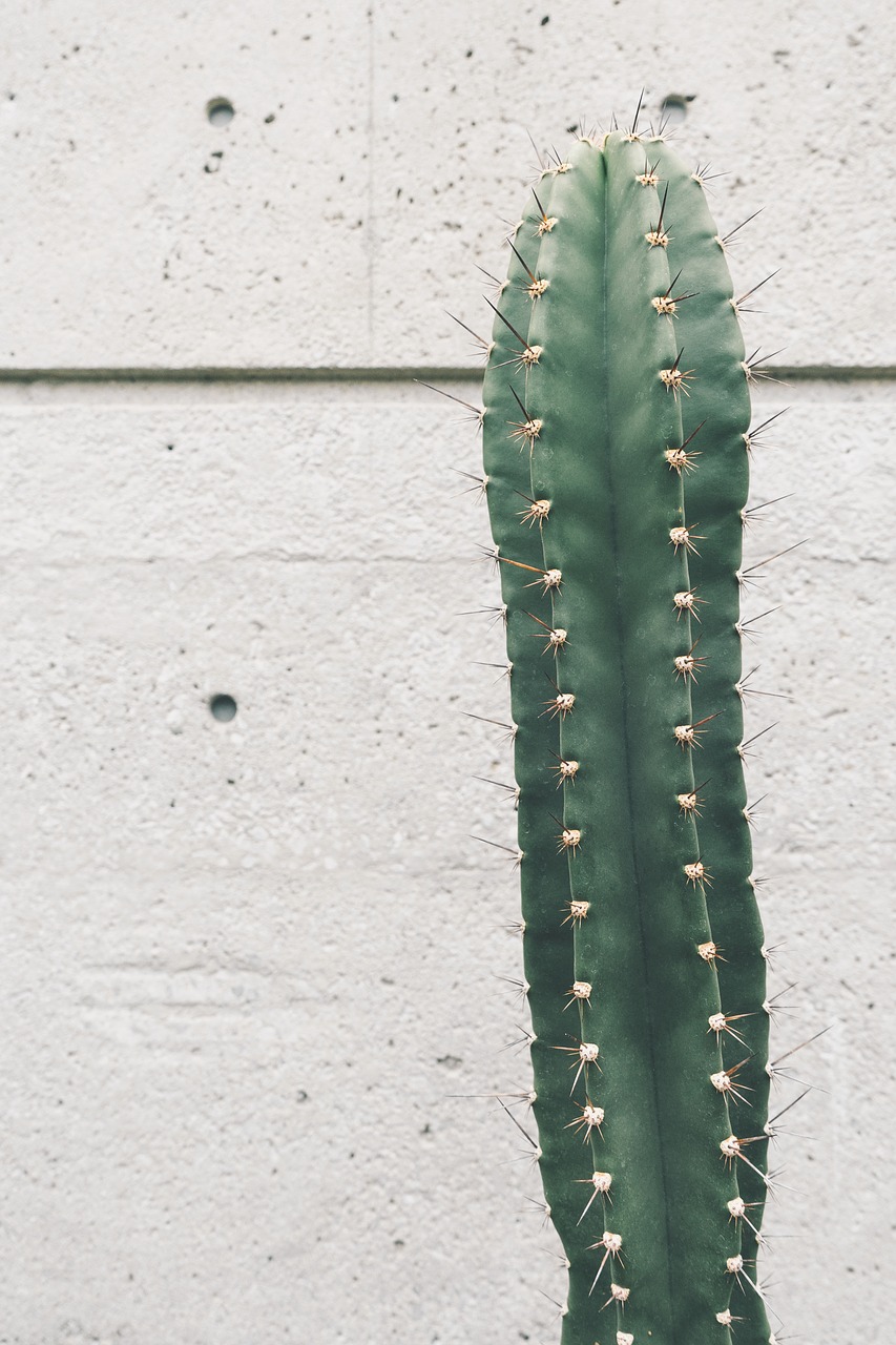 cactus plant thorn free photo