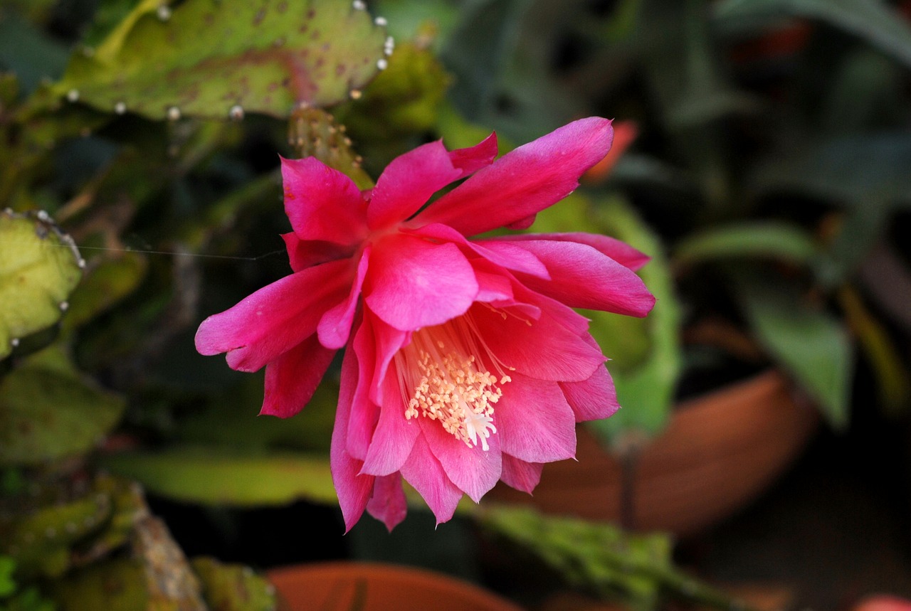 cactus flower developed free photo