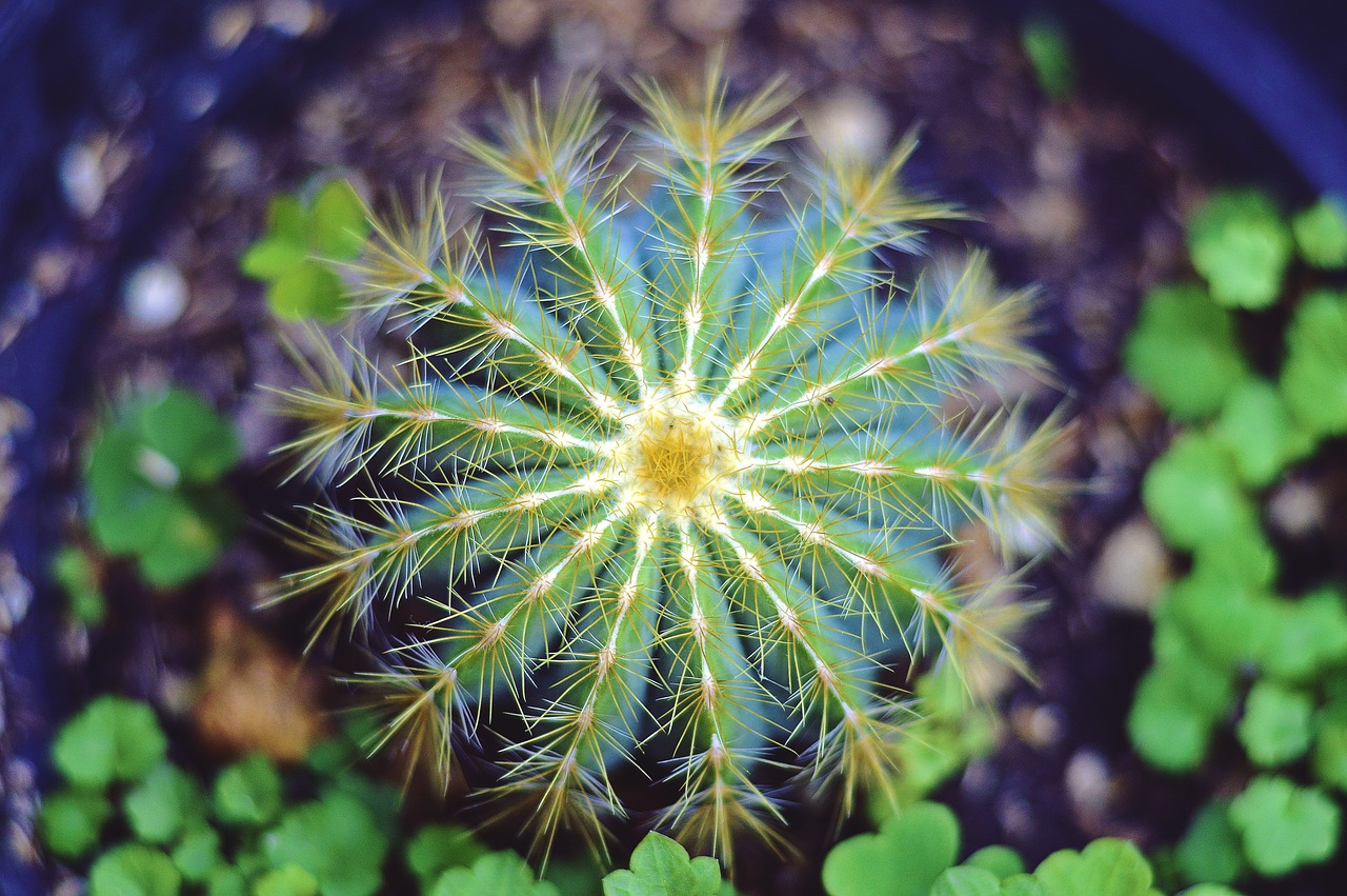 cactus plant thorn free photo