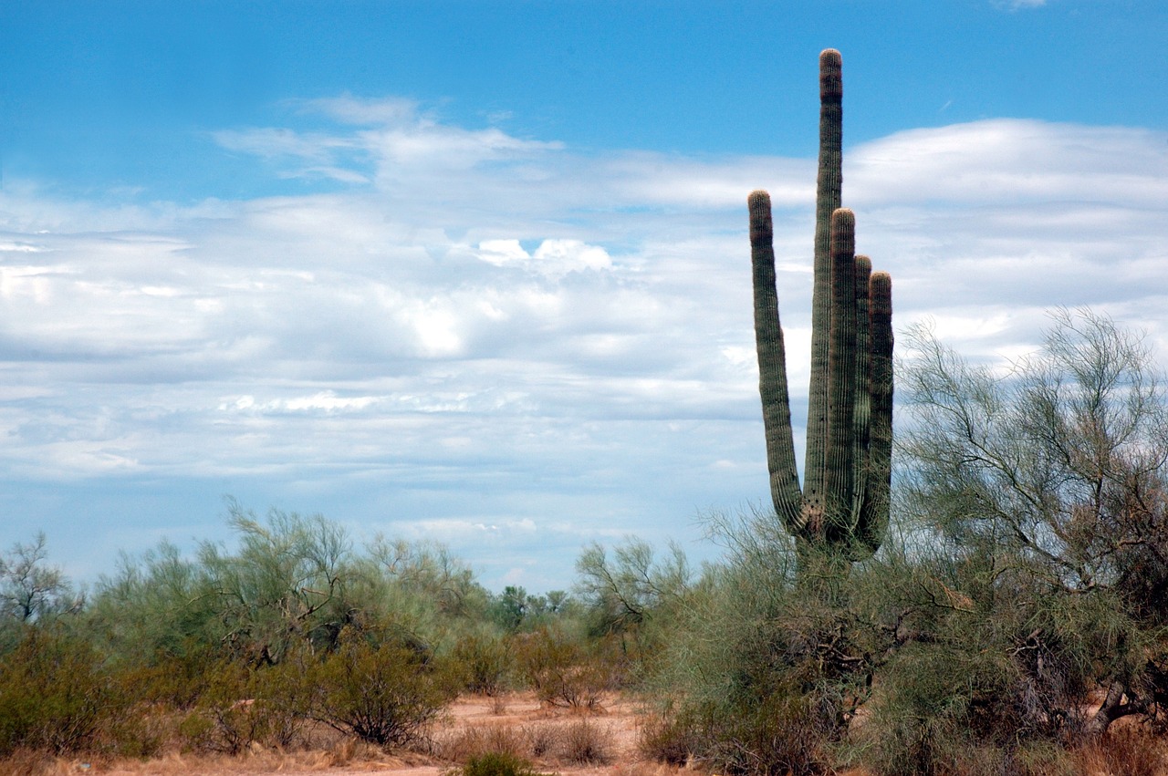 cactus sky thorny free photo