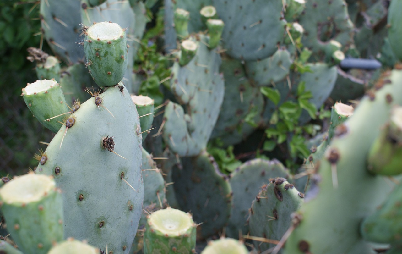 cactus green plants free photo