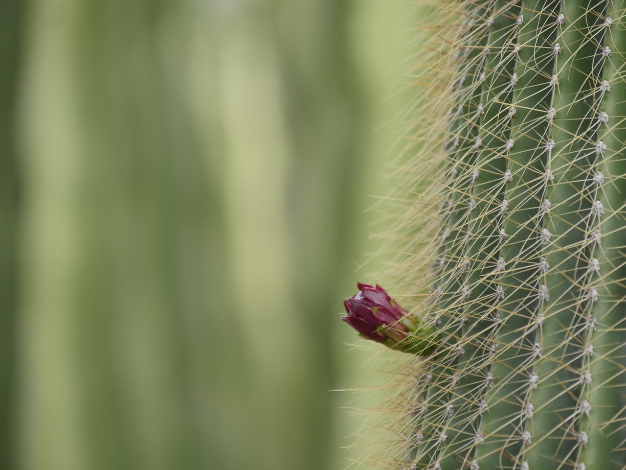 cactus green prickly free photo