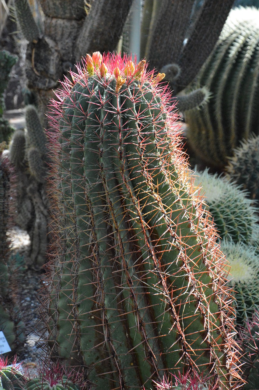 cactus spur green free photo