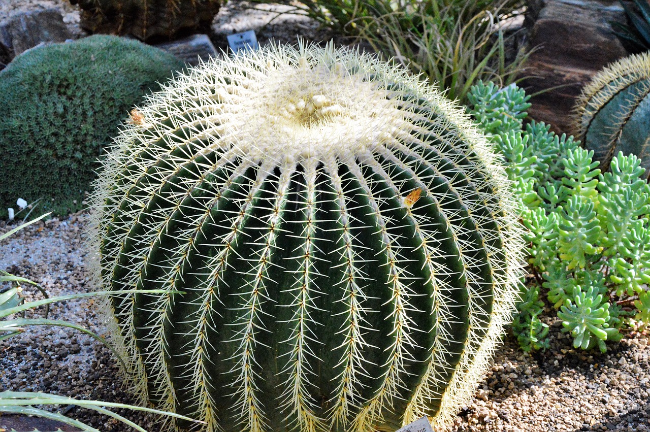 cactus spur green free photo