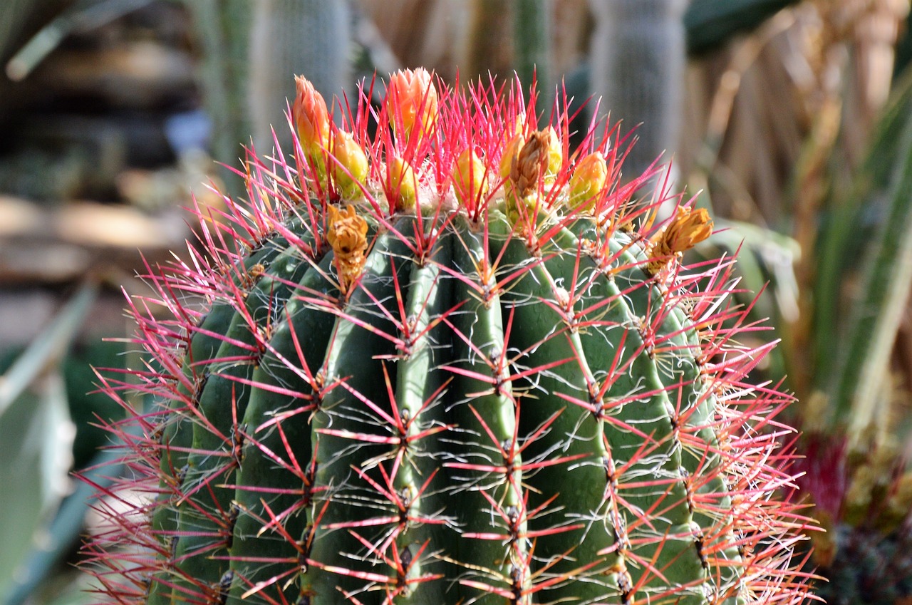 cactus spur green free photo