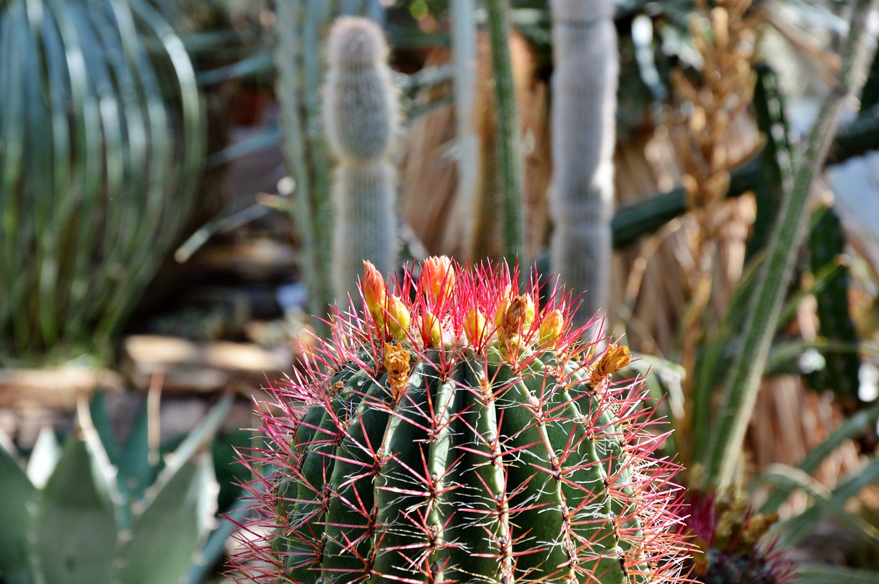 cactus spur blossom free photo