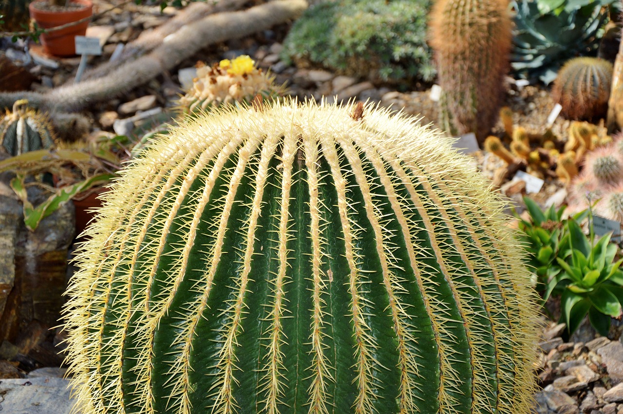 cactus spur green free photo