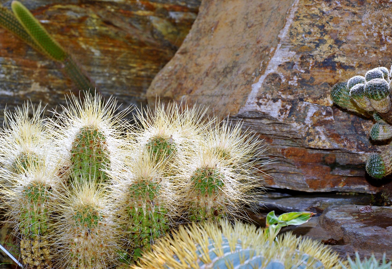 cactus spur green free photo