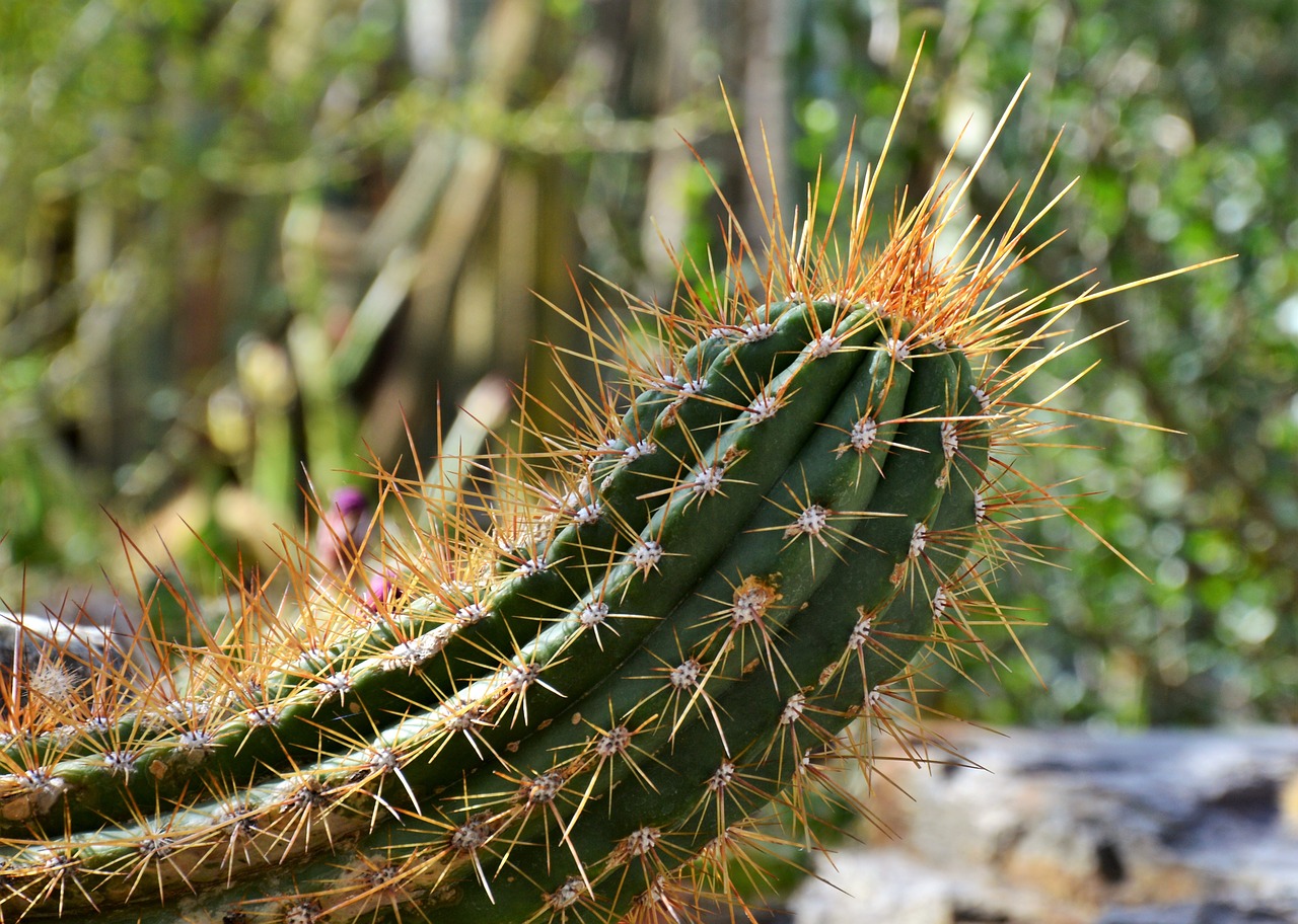 cactus spur green free photo