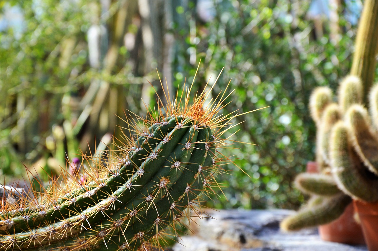 cactus spur green free photo