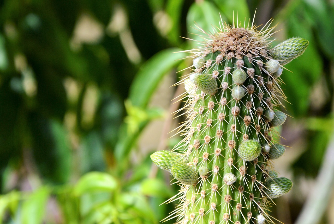 cactus spur green free photo