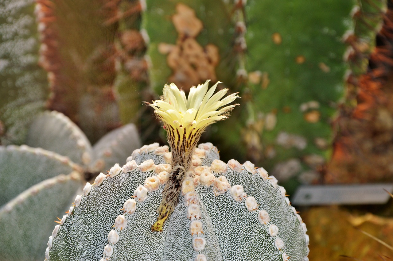 cactus spur blossom free photo