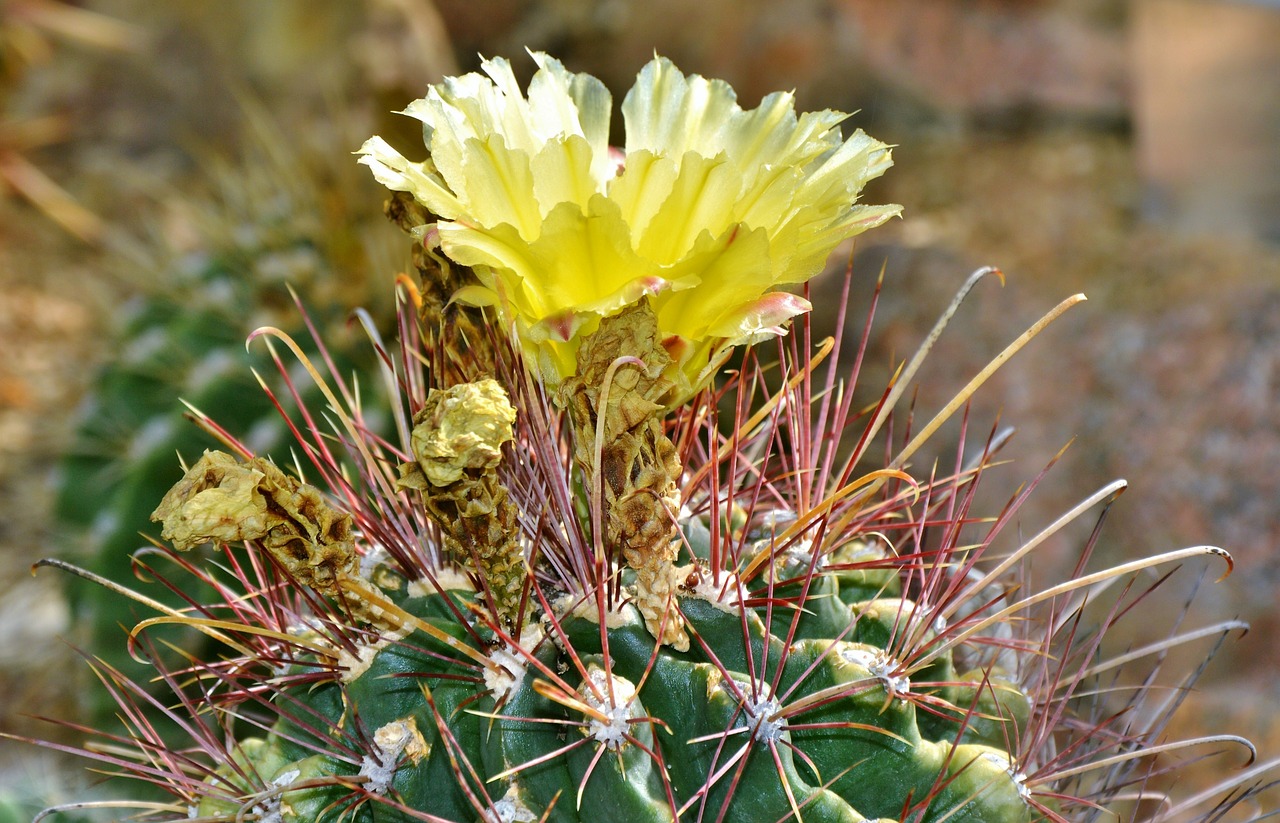 cactus spur blossom free photo