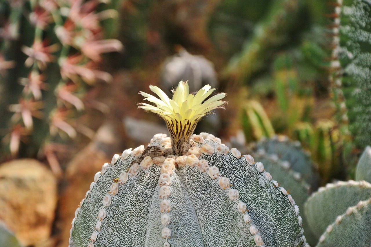 cactus spur blossom free photo