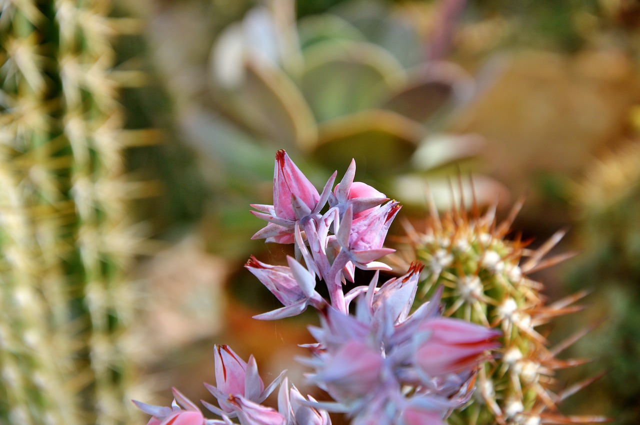 cactus spur blossom free photo