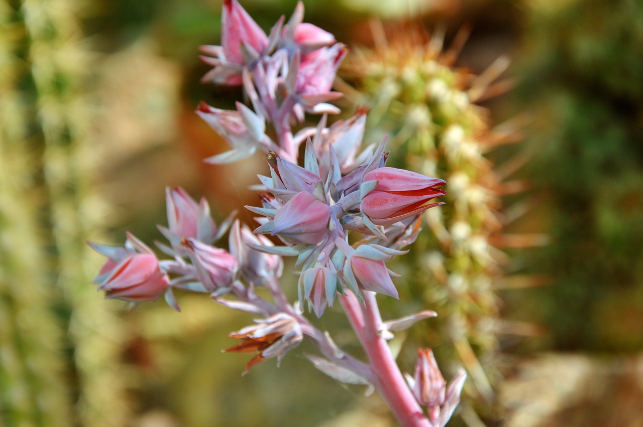 cactus spur blossom free photo