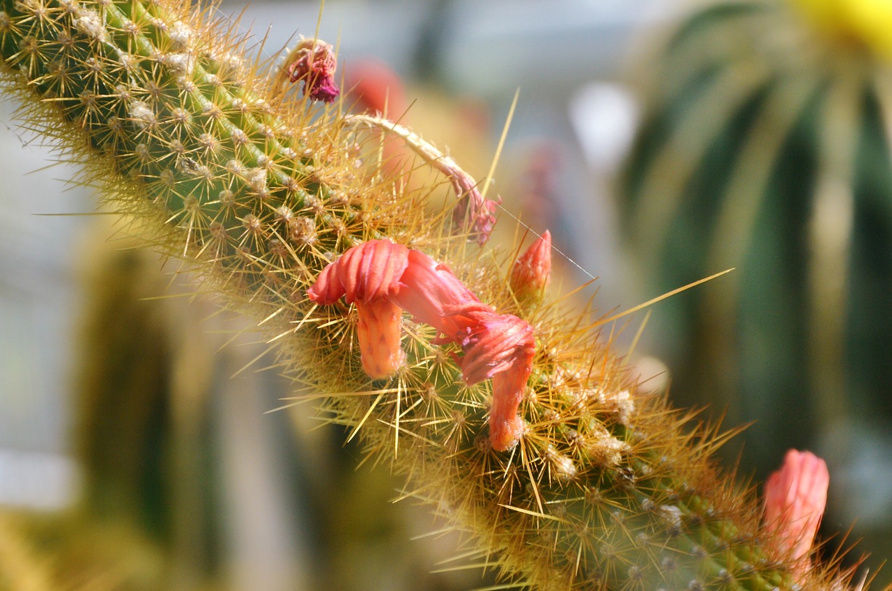 cactus spur blossom free photo